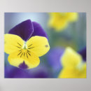 Buscar viola arte Flora