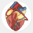 Buscar anatomía del corazón pegatinas Medicina