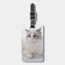 Buscar ragdoll Felino