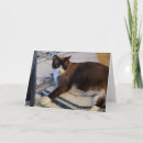 Buscar felinos tarjetas 9 º gata