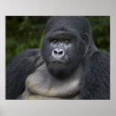 Buscar búfalos posters África