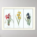 Buscar vintage botanical arte Floral