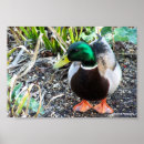 Buscar pato salvaje posters Animales