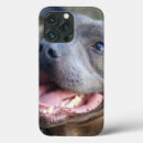 Buscar bull terrier iphone fundas Perro