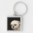 Buscar shih tzu llaveros Fotografía