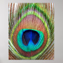Buscar peacock feather arte Colorido