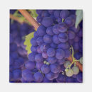 Buscar uvas imanes Cosecha