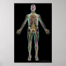 Buscar piel humana posters Vertical