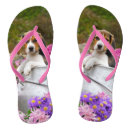 Buscar beagle lindo Perrito