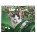 Buscar gatitos calendarios Felino