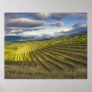 Buscar agricultura posters Viñedo
