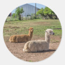 Buscar lama 5 ª leña