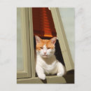 Buscar gato gordo postales Felino