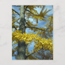 Buscar ginkgo postales Amarillo
