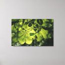 Buscar iluminación lienzos Naturaleza