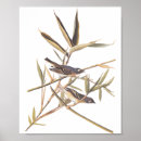 Buscar pájaro solitario posters General y unisex