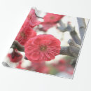 Buscar flores del ciruelo papel de regalo Primavera