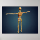 Buscar vertebrado Medicina