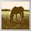 Buscar caballo del pop Pastoreo