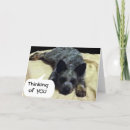 Buscar perro del ganado tarjetas Fotografía