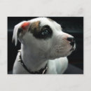 Buscar apbt Ciénaga