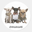 Buscar chihuahua pegatinas Raza