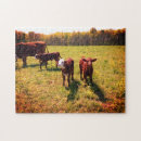 Buscar bovino puzzles Ganado vacuno