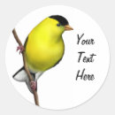 Buscar el birding postales Goldfinch