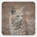 Buscar lince pegatinas Animal