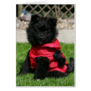 Buscar perro de pomerania enano postales 10 semanas