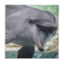 Buscar delfín azulejos Lindo