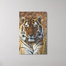Buscar el tigris Animal