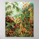 Buscar científico posters Ernst haeckel