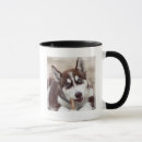 Buscar husky siberiano tazas Cachorro