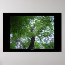 Buscar toldos posters Árbol