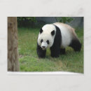 Buscar oso de panda postales Animal