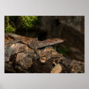 Buscar terrario posters Para todos