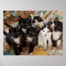 Buscar tuxedo pet Cat