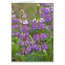 Buscar lupa postales Flor de lupino