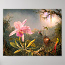 Buscar orquídea del cattleya posters Flores
