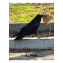 Buscar pájaros negros posters Cínico