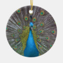 Buscar pavo real adornos Colorido