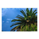 Buscar palmeras posters Árbol