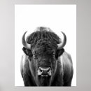 Buscar búfalos posters Bisonte