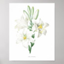 Buscar flores lilas posters Floral