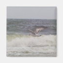 Buscar gaviota imanes Orilla