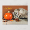 Buscar siamés postales Calabaza