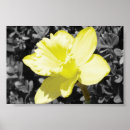 Buscar narcisos fotografía Pascua