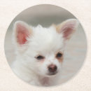 Buscar chihuahua posavasos Cachorro