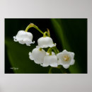 Buscar lirio blanco posters Flores